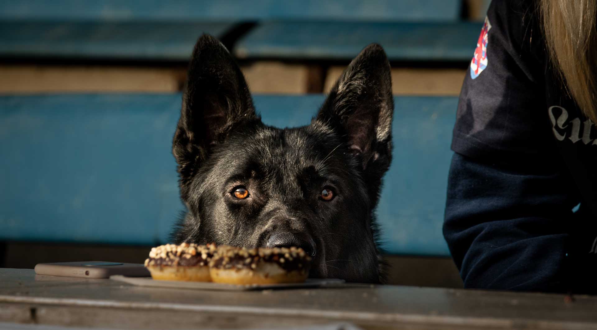 Hundefutter Belohnungshappen Hundefutter Belohnungshappen